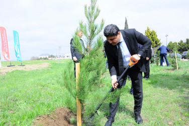 Ağacəkmə aksiyası keçirilib