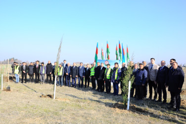 Ağacəkmə aksiyası keçirilib