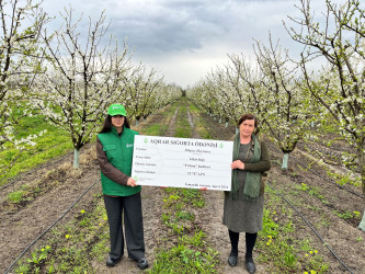 Meyvə bağlarının sığortalanma dövrü başlayıb
