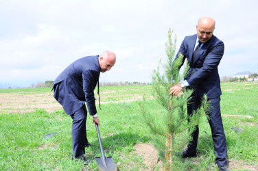 Ağacəkmə aksiyası keçirilib