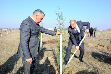 Ağacəkmə aksiyası keçirilib