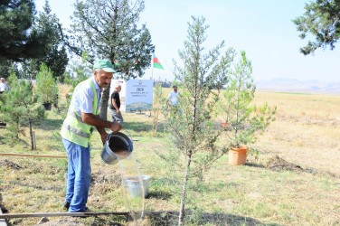 27 sentyabr – Anım Gününə həsr olunmuş əğacəkmə aksiyası təşkil olunub