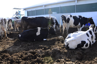 İnstitutla tanışlıq