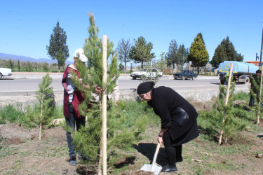 A tree-planting campaign was held in Goygol