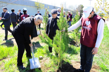 A tree-planting campaign was held in Goygol