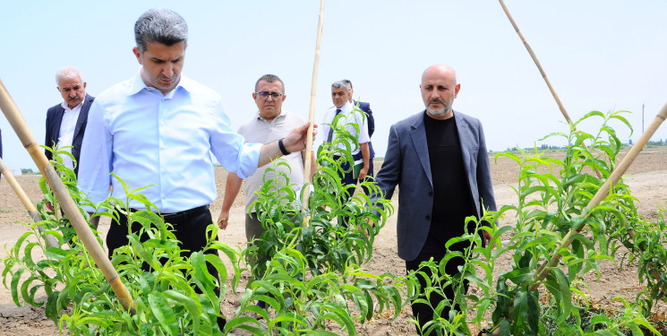 Yeni salınmış intensiv meyvə bağı ilə tanışlıq