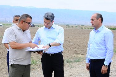 Yeni salınmış intensiv meyvə bağı ilə tanışlıq