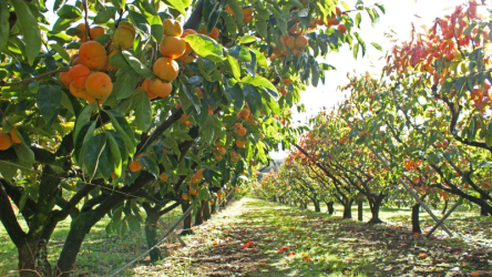Meyvə bağlarının sığortalanma dövrü başlayıb