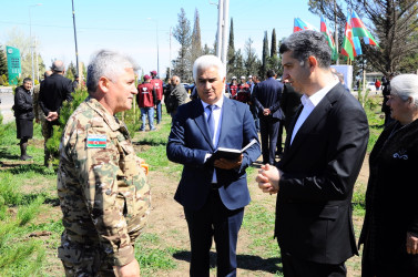 Göygöldə ağacəkmə aksiyası keçirilib