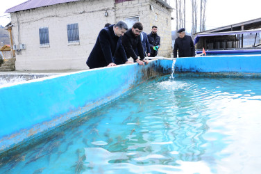 Introduction to the fish farming enterprise