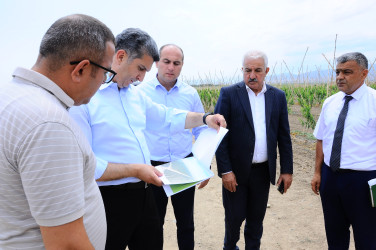 Yeni salınmış intensiv meyvə bağı ilə tanışlıq