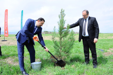 Ağacəkmə aksiyası keçirilib