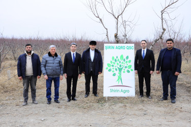 “Şirin Aqro” QSC-nin meyvə bağlarına baxış