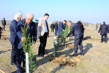 Ağacəkmə aksiyası keçirilib
