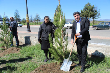 A tree-planting campaign was held in Goygol