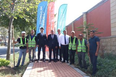 Ağacəkmə aksiyası keçirilib