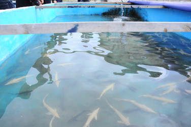 Introduction to the fish farming enterprise