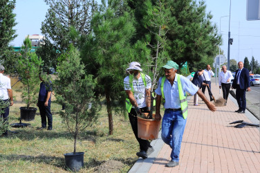 27 sentyabr – Anım Gününə həsr olunmuş əğacəkmə aksiyası təşkil olunub