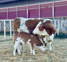 Mərkəzin fəaliyyəti ilə tanışlıq