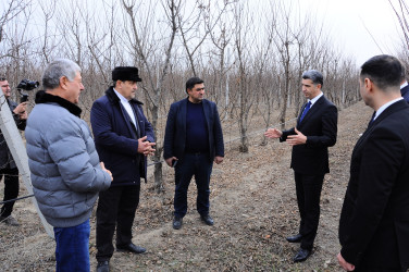 “Şirin Aqro” QSC-nin meyvə bağlarına baxış
